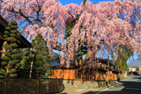 高田家のしだれ桜