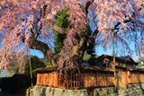 高田家のしだれ桜