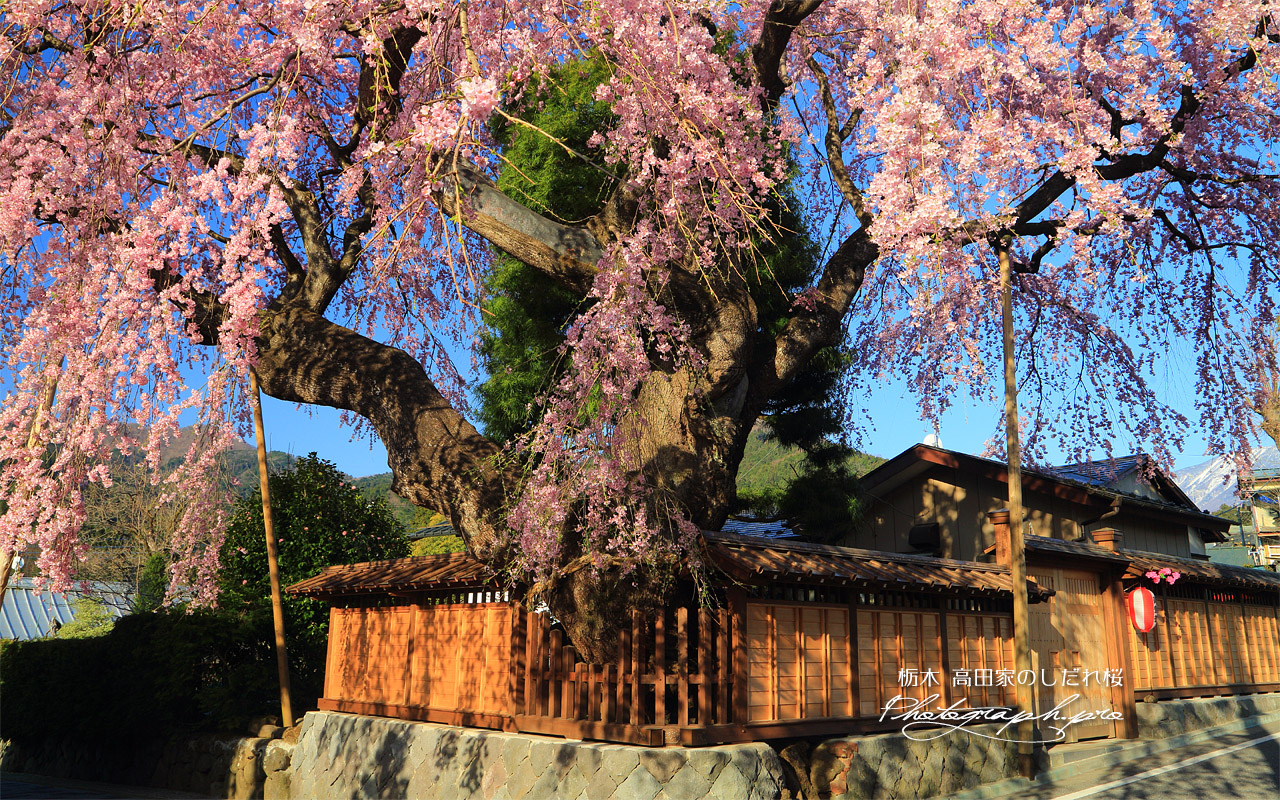 高田家のしだれ桜 壁紙
