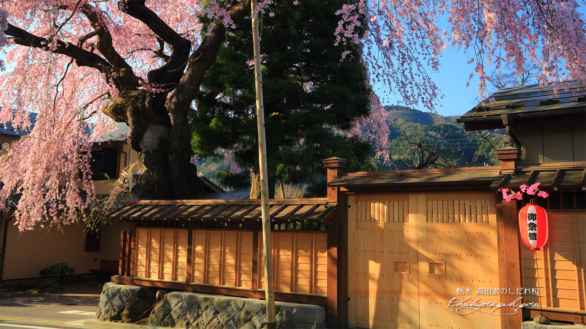 高田家のしだれ桜