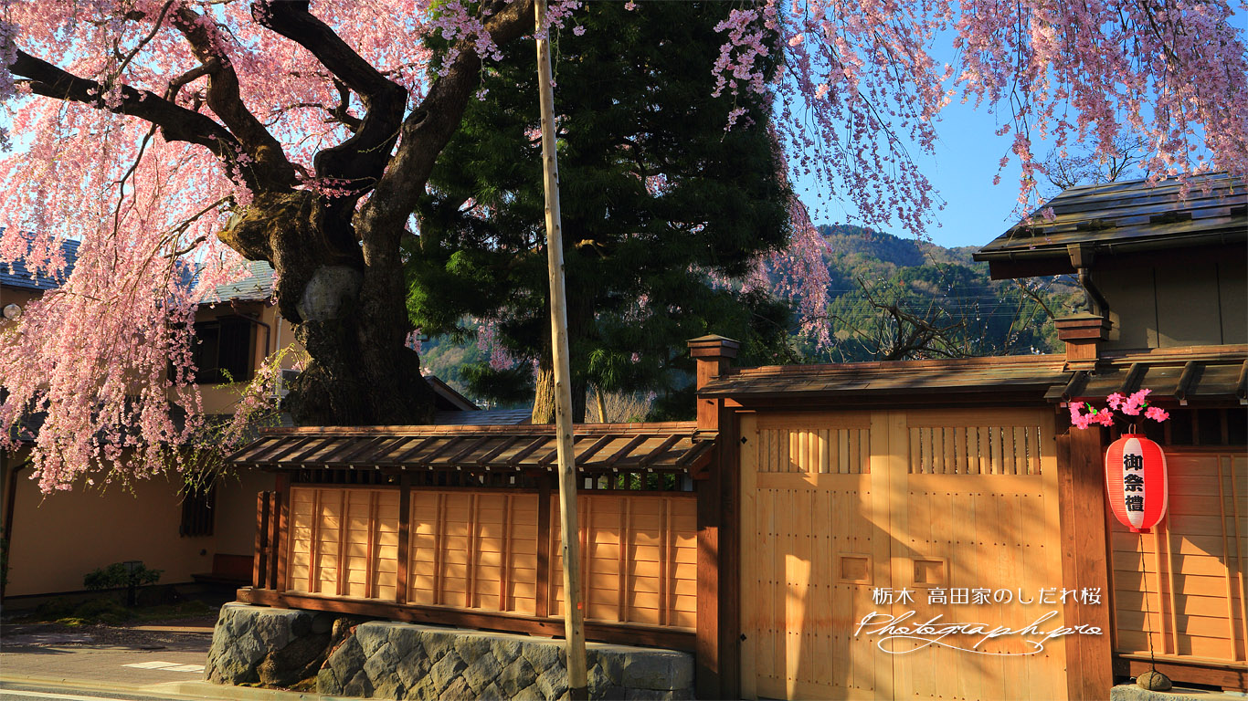 高田家のしだれ桜 壁紙