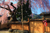 高田家のしだれ桜