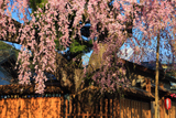 高田家のしだれ桜