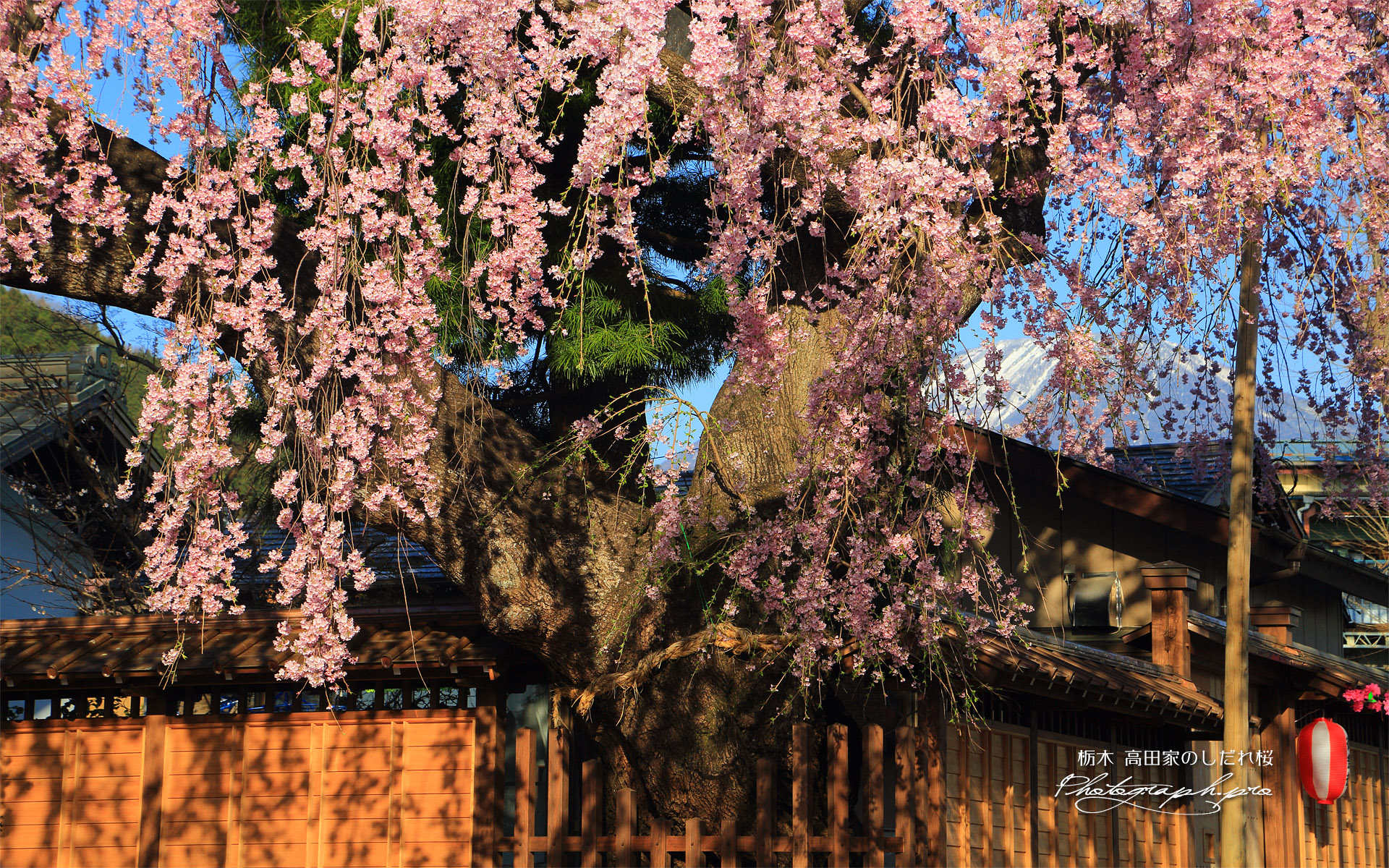 高田家のしだれ桜