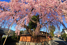 高田家のしだれ桜