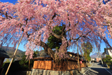 高田家のしだれ桜