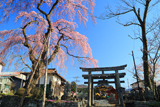 虚空蔵尊のしだれ桜
