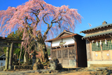 虚空蔵尊のしだれ桜