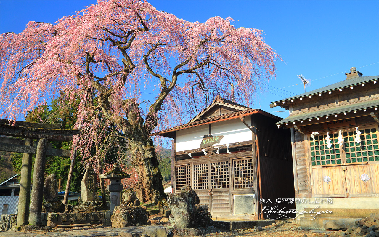 虚空蔵尊のしだれ桜 壁紙