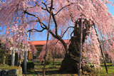 岸野家のしだれ桜