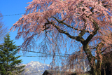 岸野家のしだれ桜