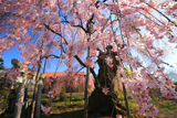 岸野家のしだれ桜