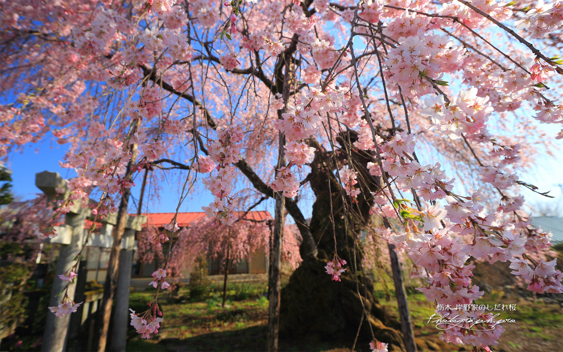 岸野家のしだれ桜