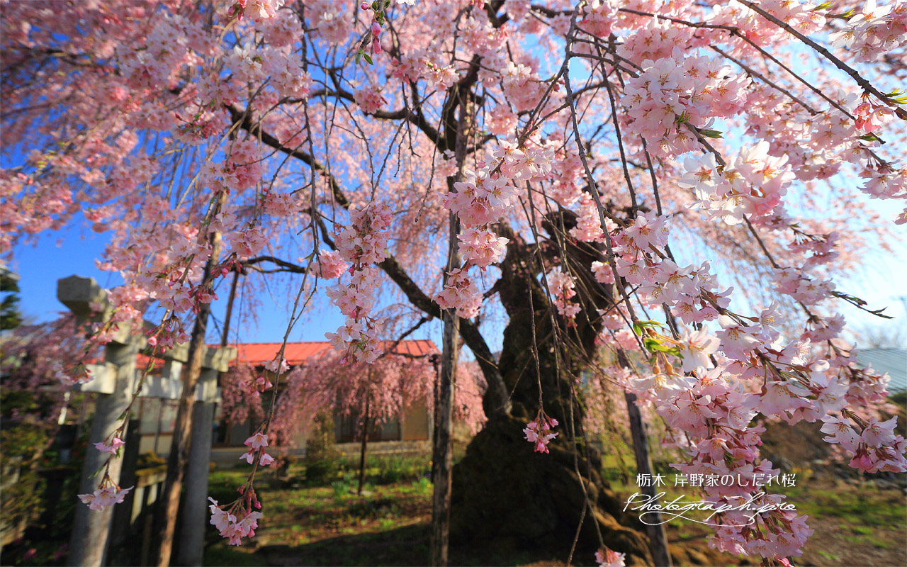 岸野家のしだれ桜 壁紙