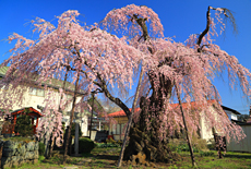 岸野家のしだれ桜