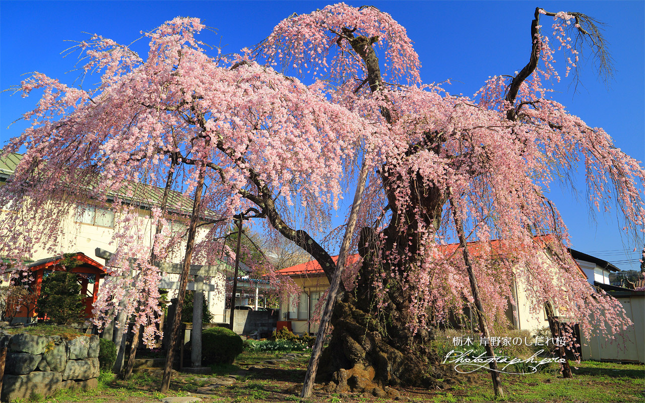 岸野家のしだれ桜 壁紙