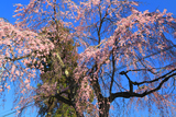 岸野家のしだれ桜