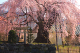 岸野家のしだれ桜