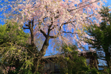 日光桜回遊