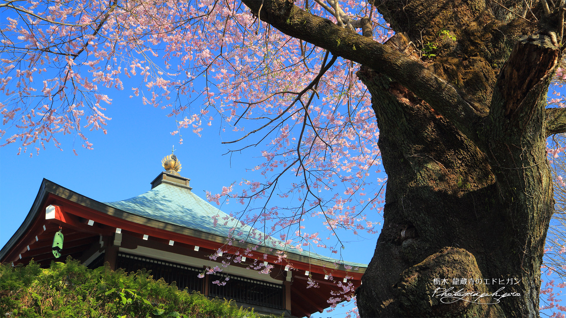 龍蔵寺のエドヒガン