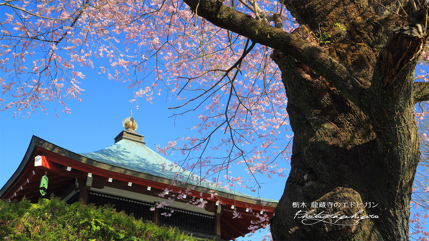龍蔵寺のエドヒガン 壁紙