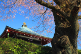 龍蔵寺のエドヒガン