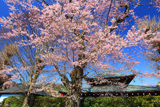 龍蔵寺のエドヒガン