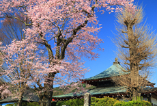 龍蔵寺のエドヒガン