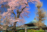 龍蔵寺のエドヒガン