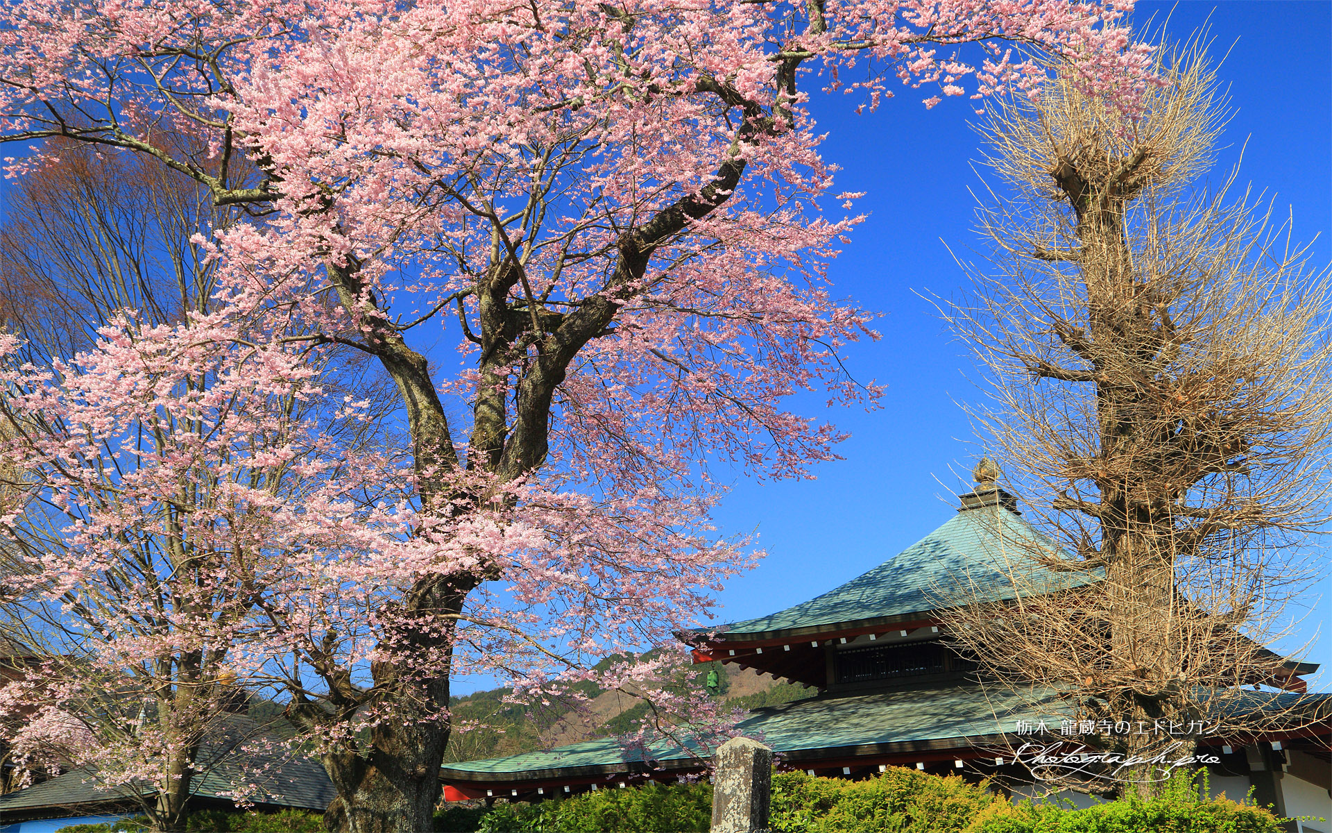 龍蔵寺のエドヒガン