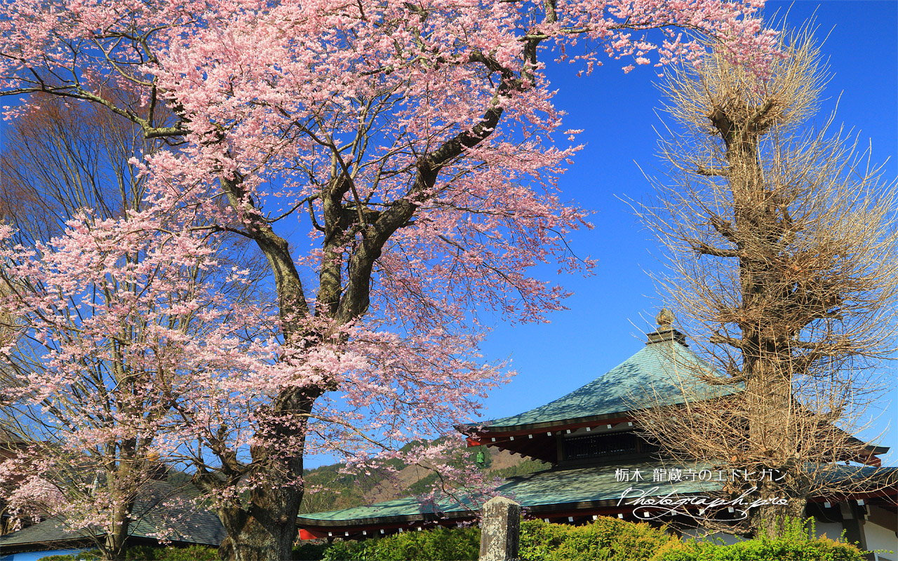 龍蔵寺のエドヒガン 壁紙
