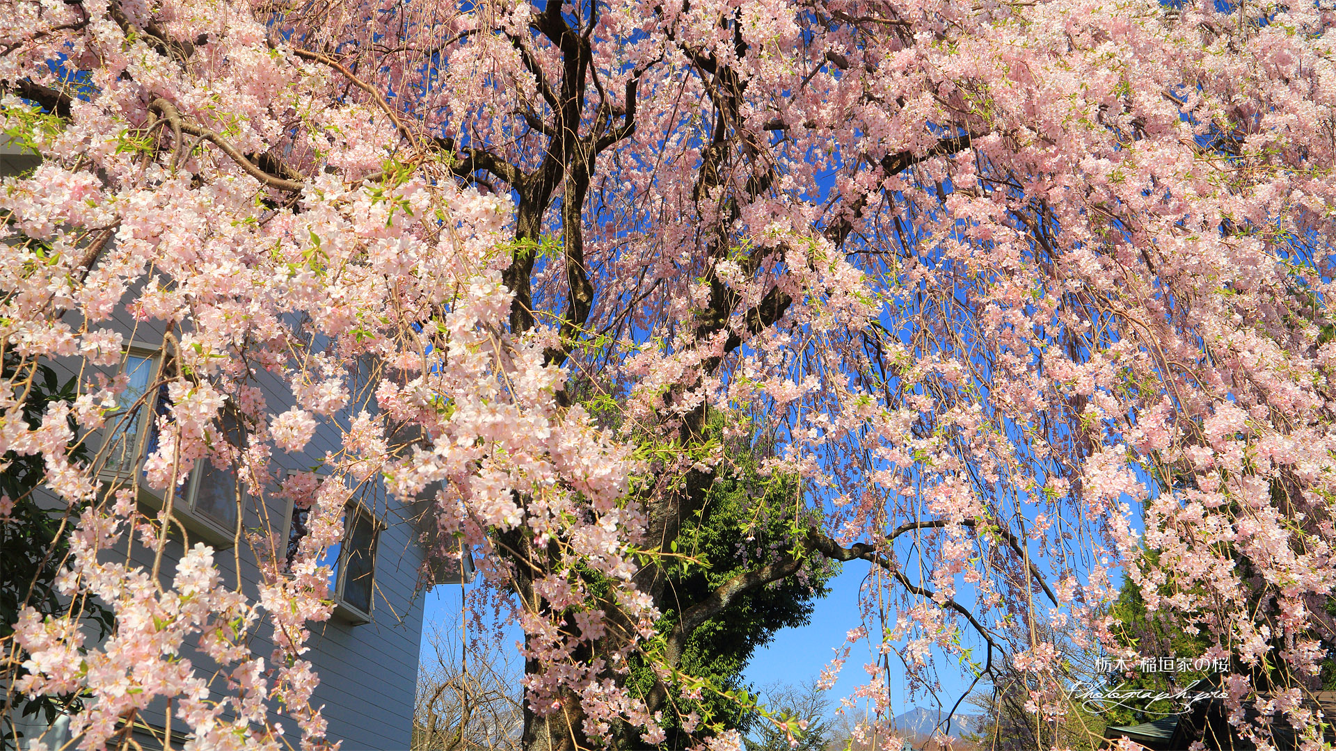 稲垣家の桜