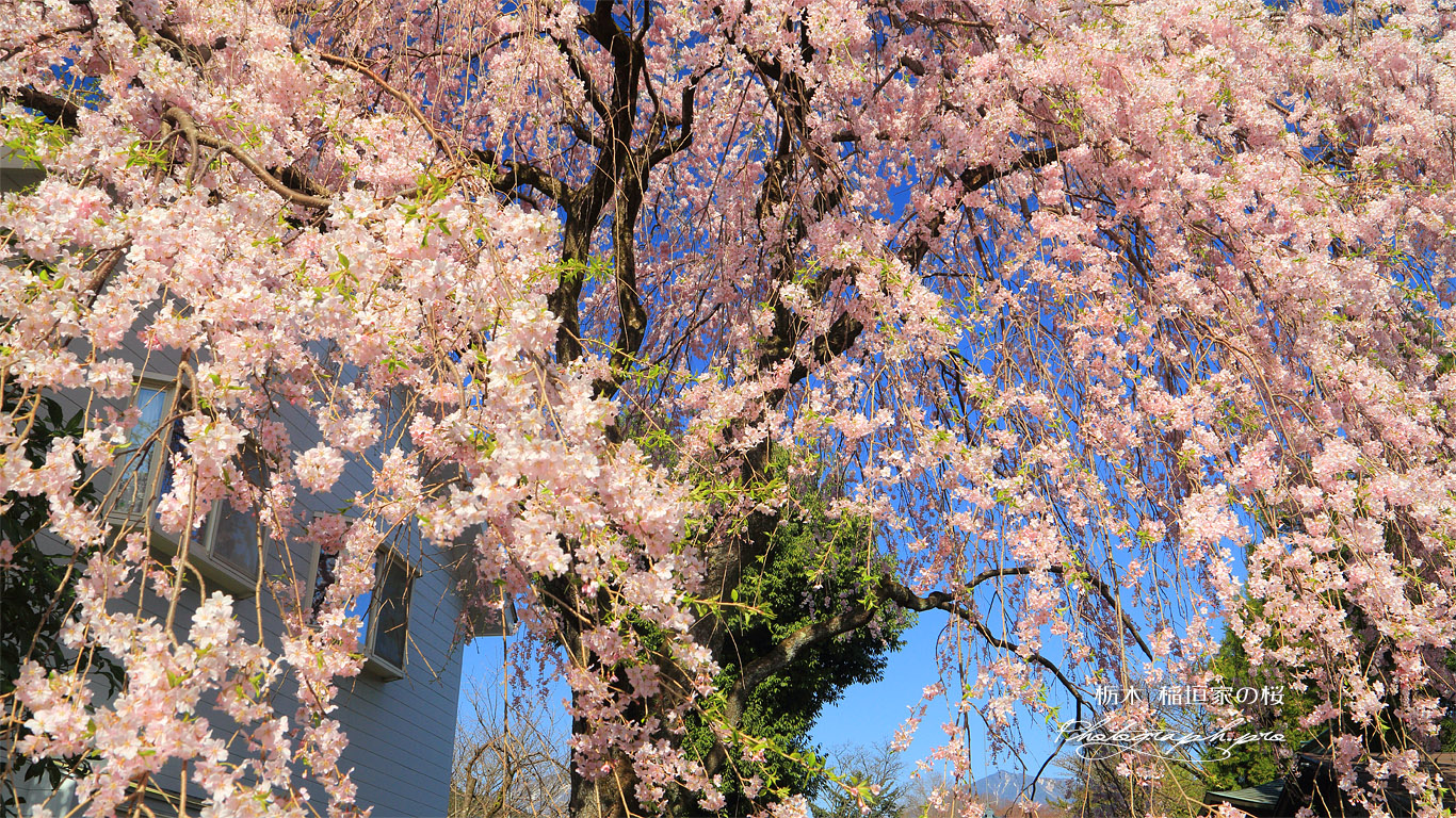 稲垣家の桜 壁紙
