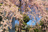 稲垣家の桜