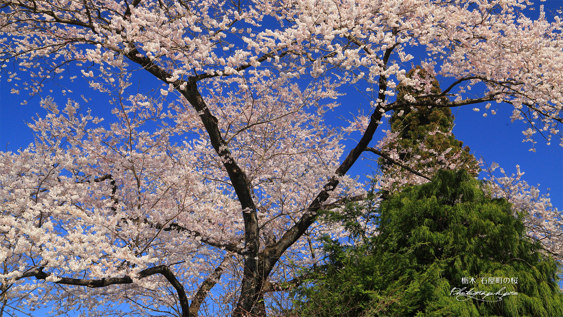 石屋町の桜