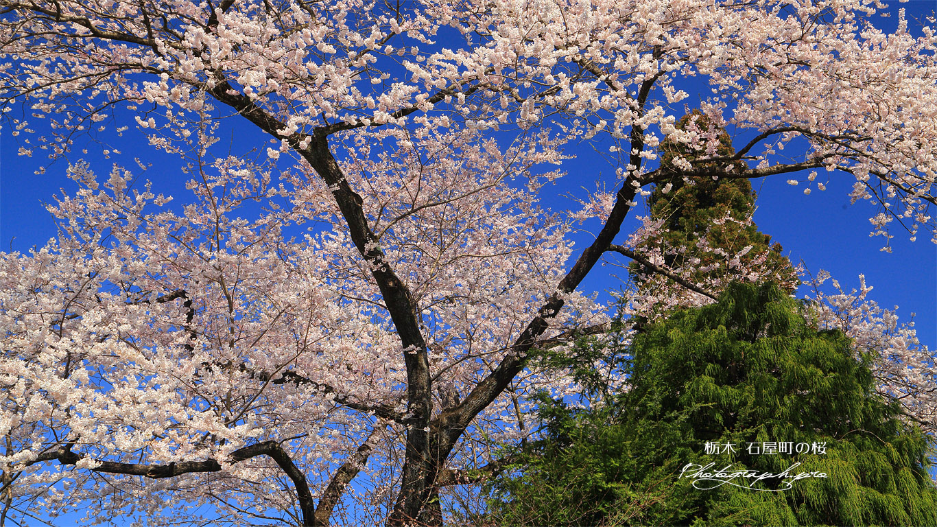 石屋町の桜 壁紙