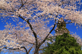 石屋町の桜