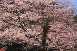 後藤家の桜