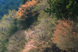 神ノ主山の桜
