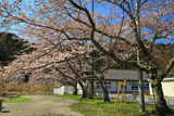 日光桜回遊
