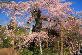 布施家のしだれ桜