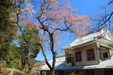 日光総合支所の桜