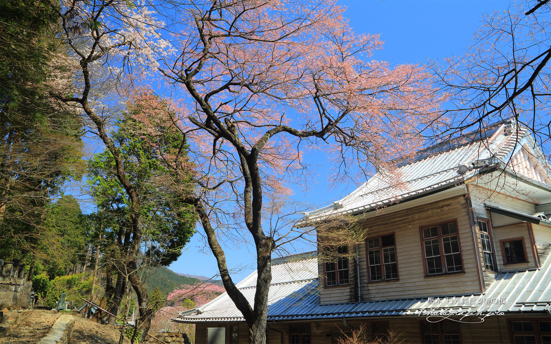 日光総合支所の桜