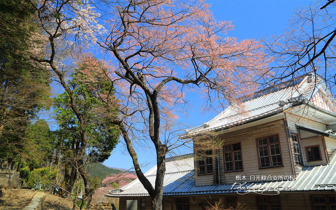 日光総合支所の桜 壁紙