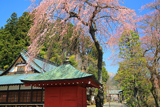 観音寺のしだれ桜