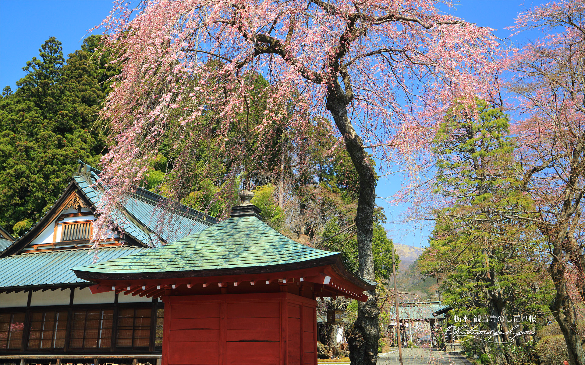観音寺のしだれ桜