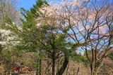 上鉢石の桜