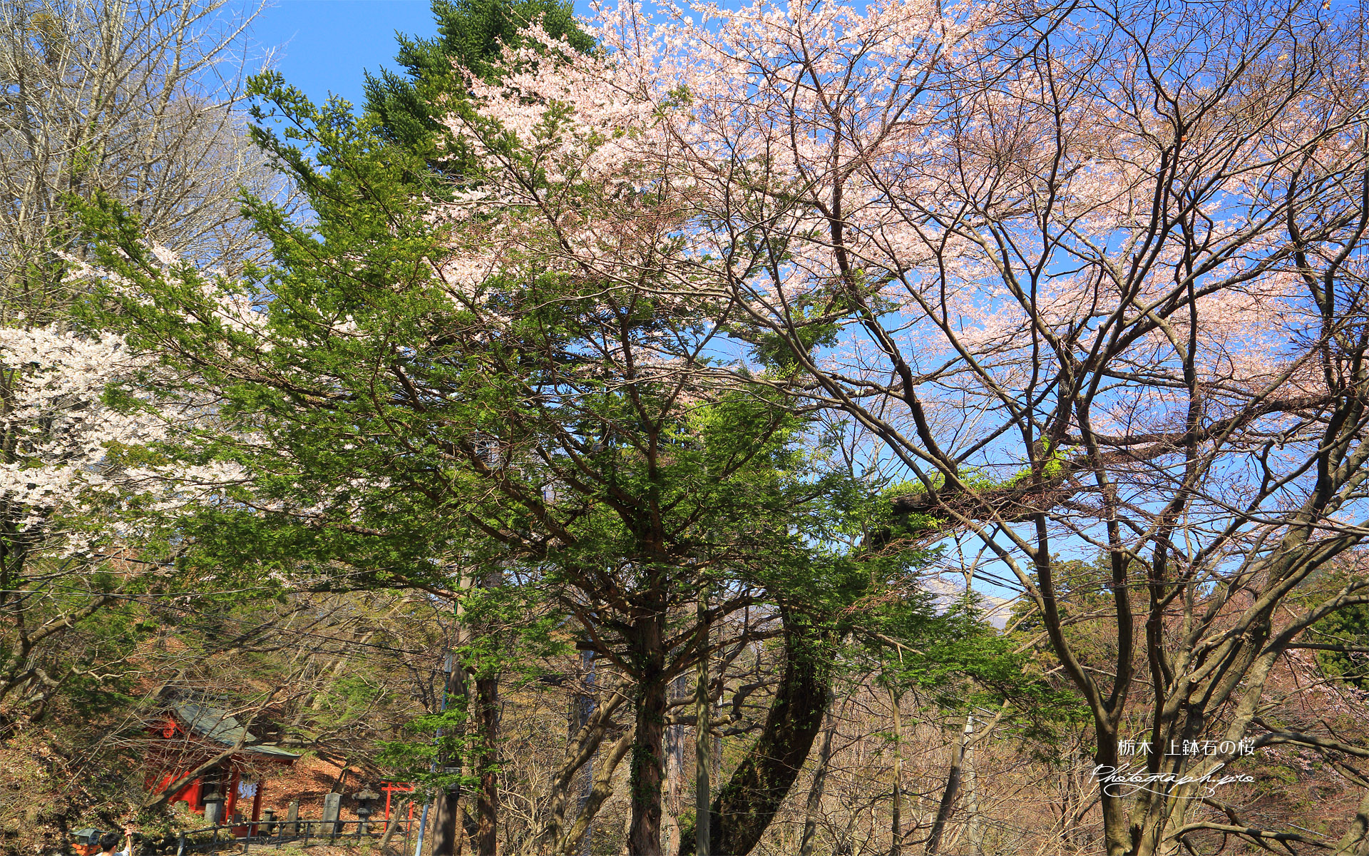 上鉢石の桜