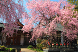 法蔵寺のしだれ桜