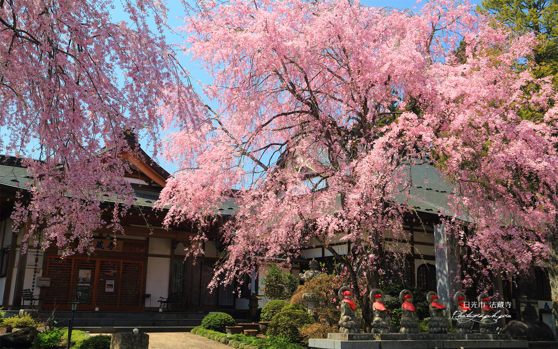 法蔵寺のしだれ桜